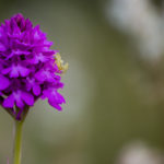 Orkidesafari